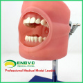 DENTAL01 (12557) Preparação Operação Manequim de Estudo Dental